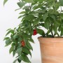 Blu Baum-Chili im Topf (Ø 12cm) mit grünen Blättern und roten Chilis.