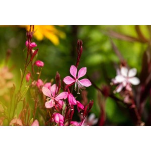 Nahaufnahme der rosa Blüten der Gaura Lindheimerii 'Cherry Brandy' Prachtkerze.