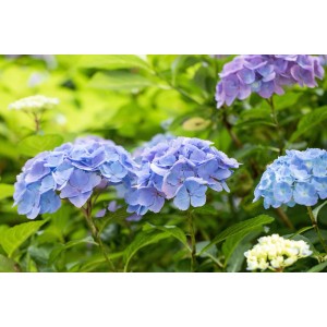 Blaue Bauernhortensie Endless Summer im Topf, ca. 50 cm hoch.