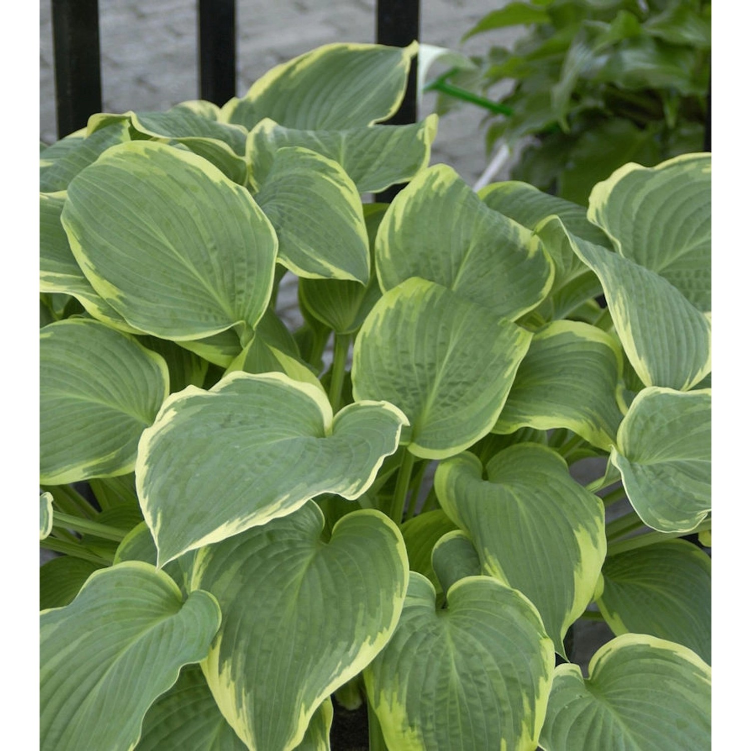 Grünblattfunkie Abiqua Drinking Gourd - Hosta plantaginea günstig online kaufen