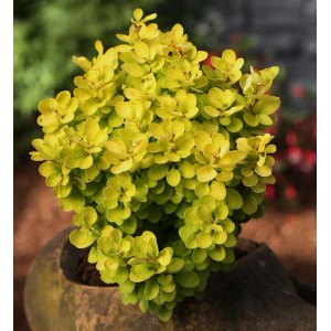 Beberitze Golden Rocket 10-15cm - Berberis thunbergii