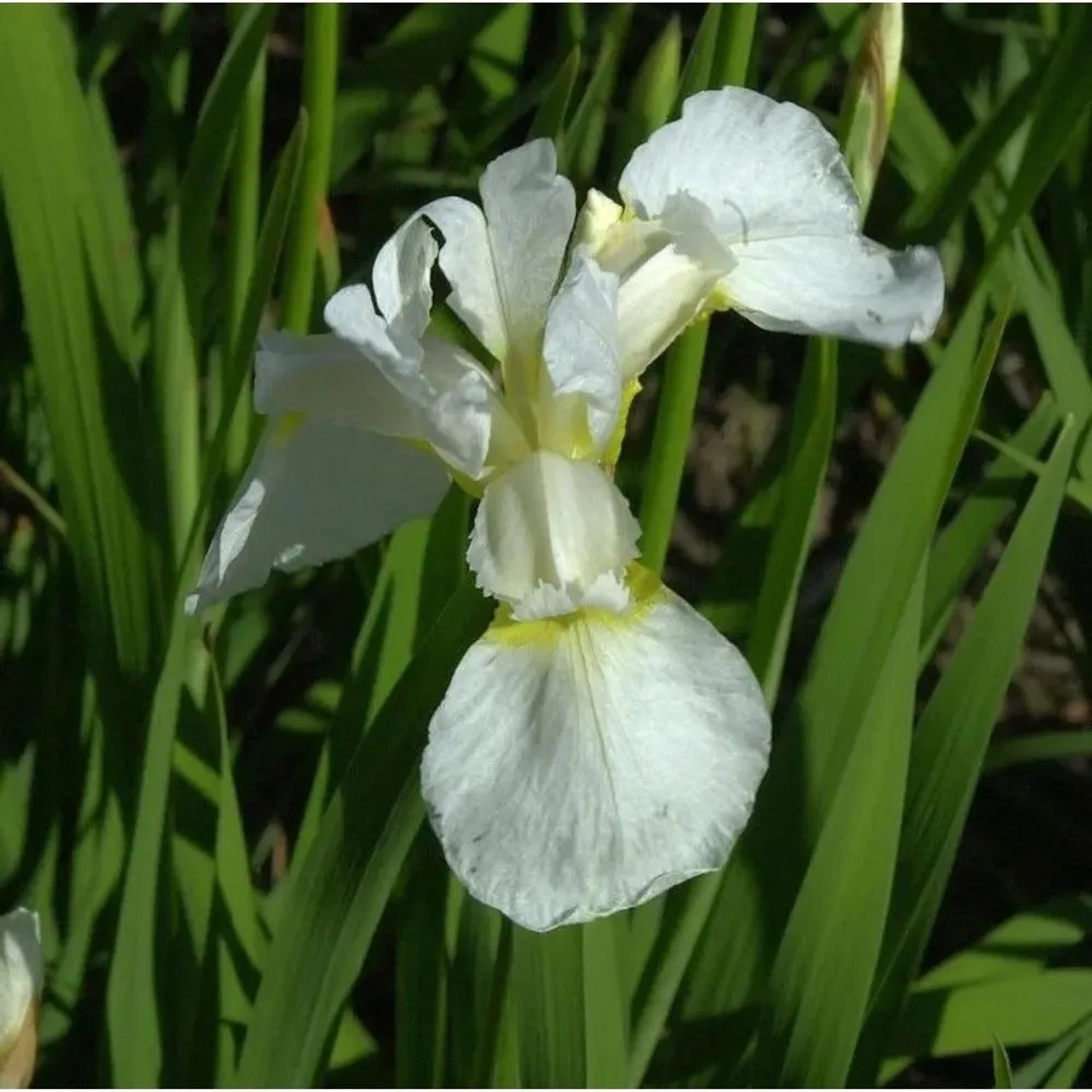 Sibirische Wieseniris Viel Schnee - Iris sibirica