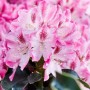 Nahaufnahme des Rhododendron Hybr. Helen Martin mit rosa Blüten und dunklen Blättern.
