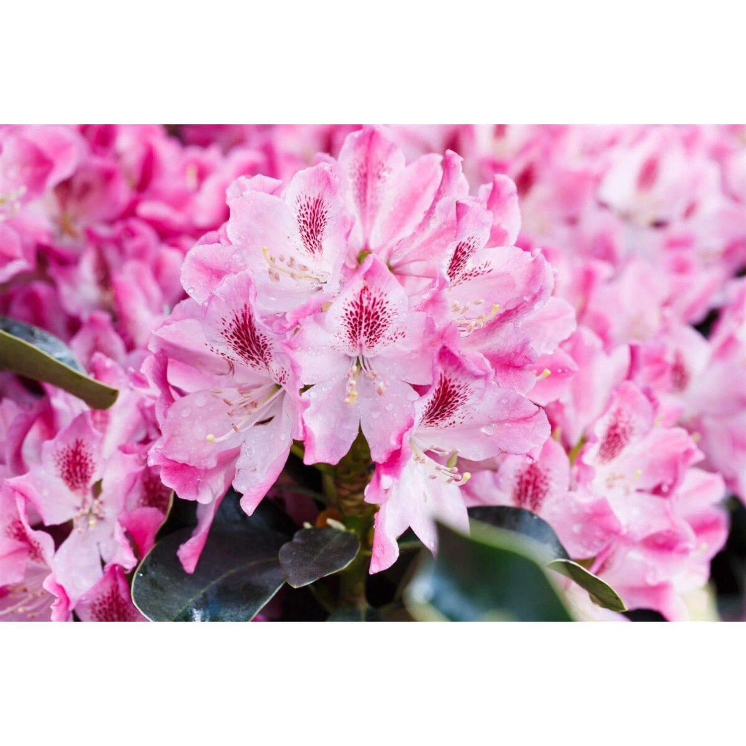 Rhododendron Hybr. Helen Martin Rosa Blüten 30–40 cm günstig online kaufen