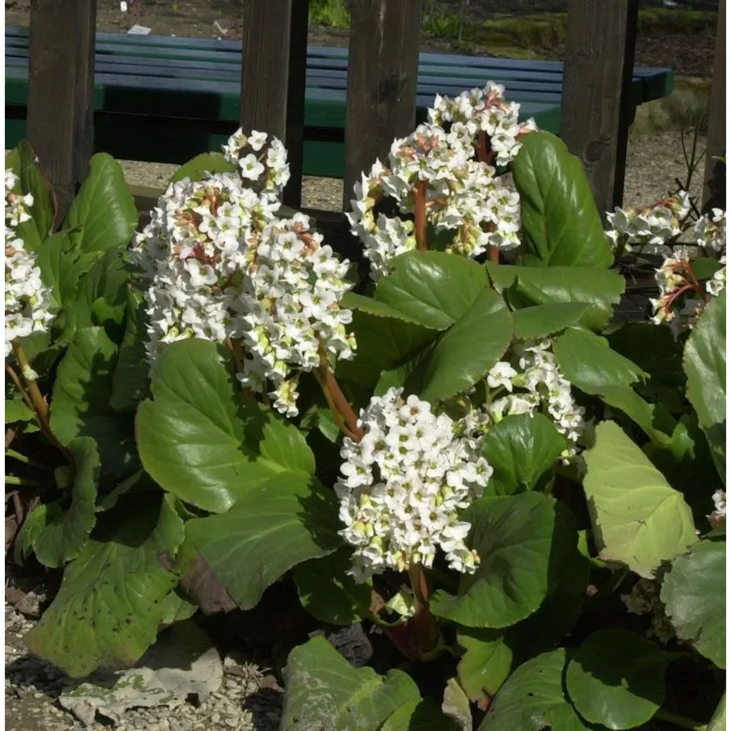Himalaja Bergenie Brahms - Bergenia stracheyi