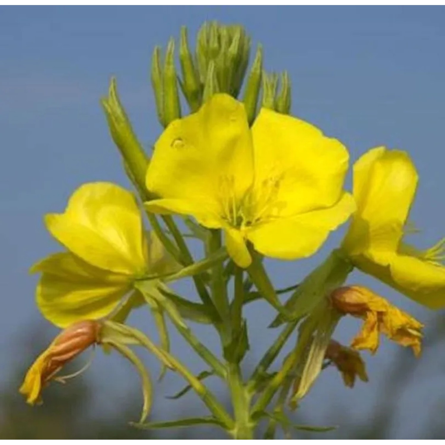 Nachtkerze Erica Robin - Oenothera fruticosa