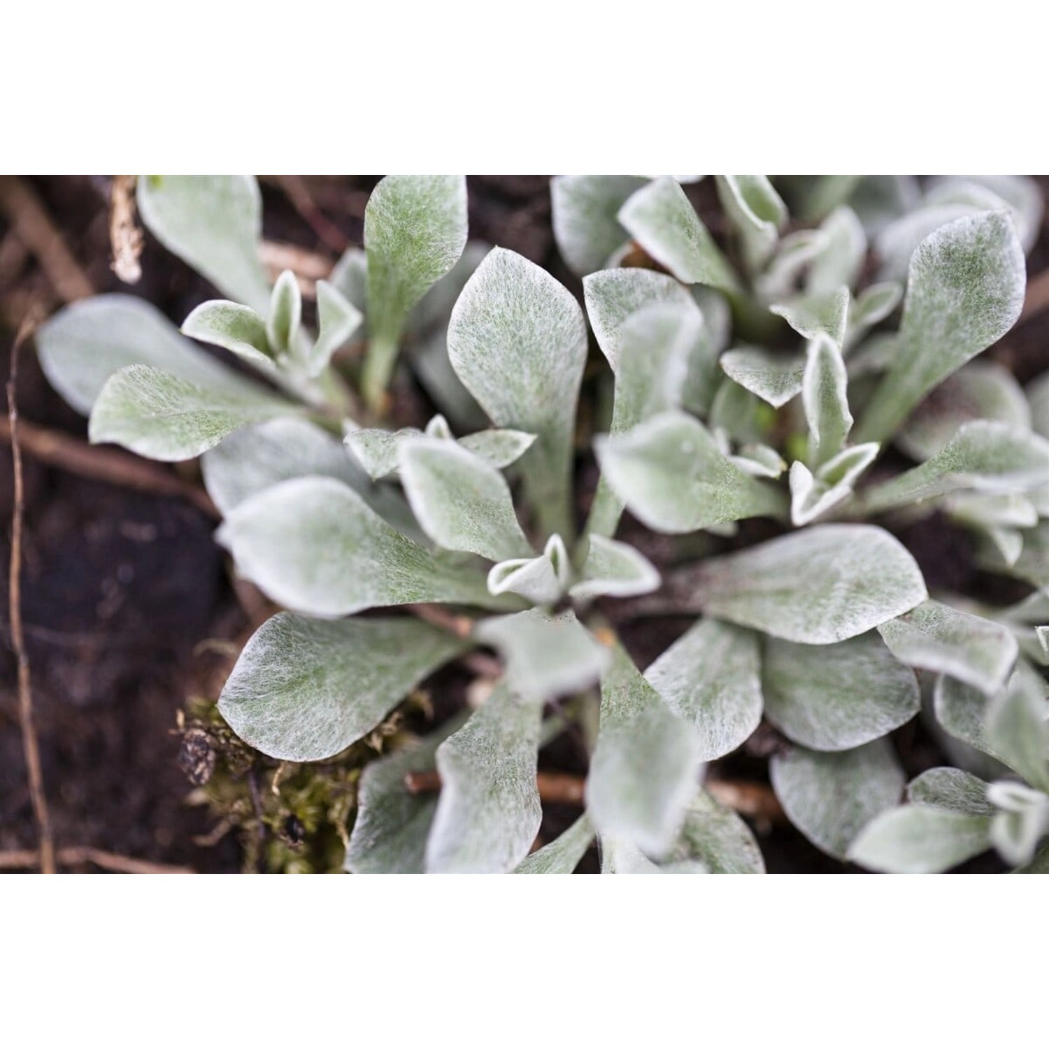 Antennaria Dioica Katzenpfötchen Rosa Blüten Ca. 9x9 cm Topf günstig online kaufen