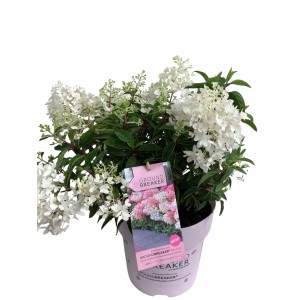Rispenhortensie Groundbreaker im Topf, weiße Blüten. Kompakt und niedrig wachsend.