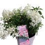 Rispenhortensie Groundbreaker im Topf, weiße Blüten. Kompakt und niedrig wachsend.