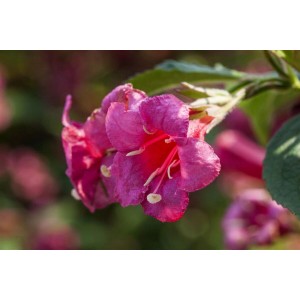 Nahaufnahme der leuchtend roten Blüten der Weigelie Newport Red.