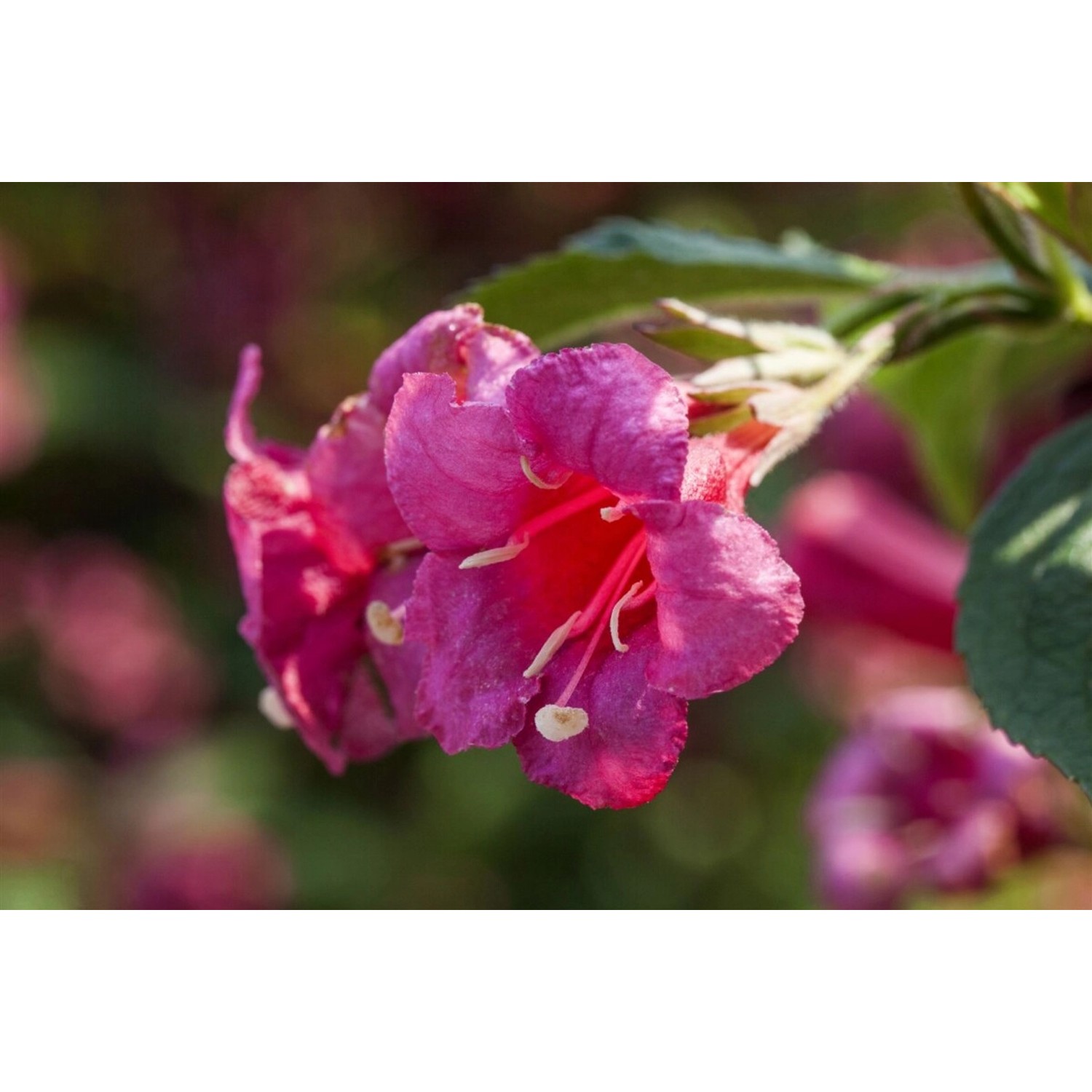 Weigela Newport Red Weigelie Leuchtend Rot 40–60 cm günstig online kaufen