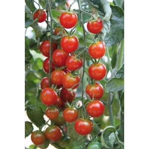 Grow by OBI Cherrytomate mit roten, reifen Früchten am Strauch.