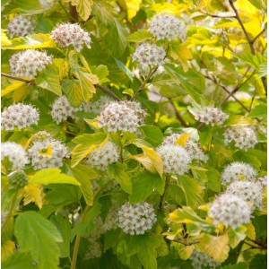 Blasenspiere 'Darts Gold' (Physocarpus opulifolius) mit goldgelben Blättern und weißen Blüten.