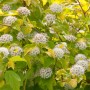 Blasenspiere 'Darts Gold' (Physocarpus opulifolius) mit goldgelben Blättern und weißen Blüten.