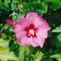 Nahaufnahme einer rosa Hibiscus Syriacus Blüte mit grünen Blättern.