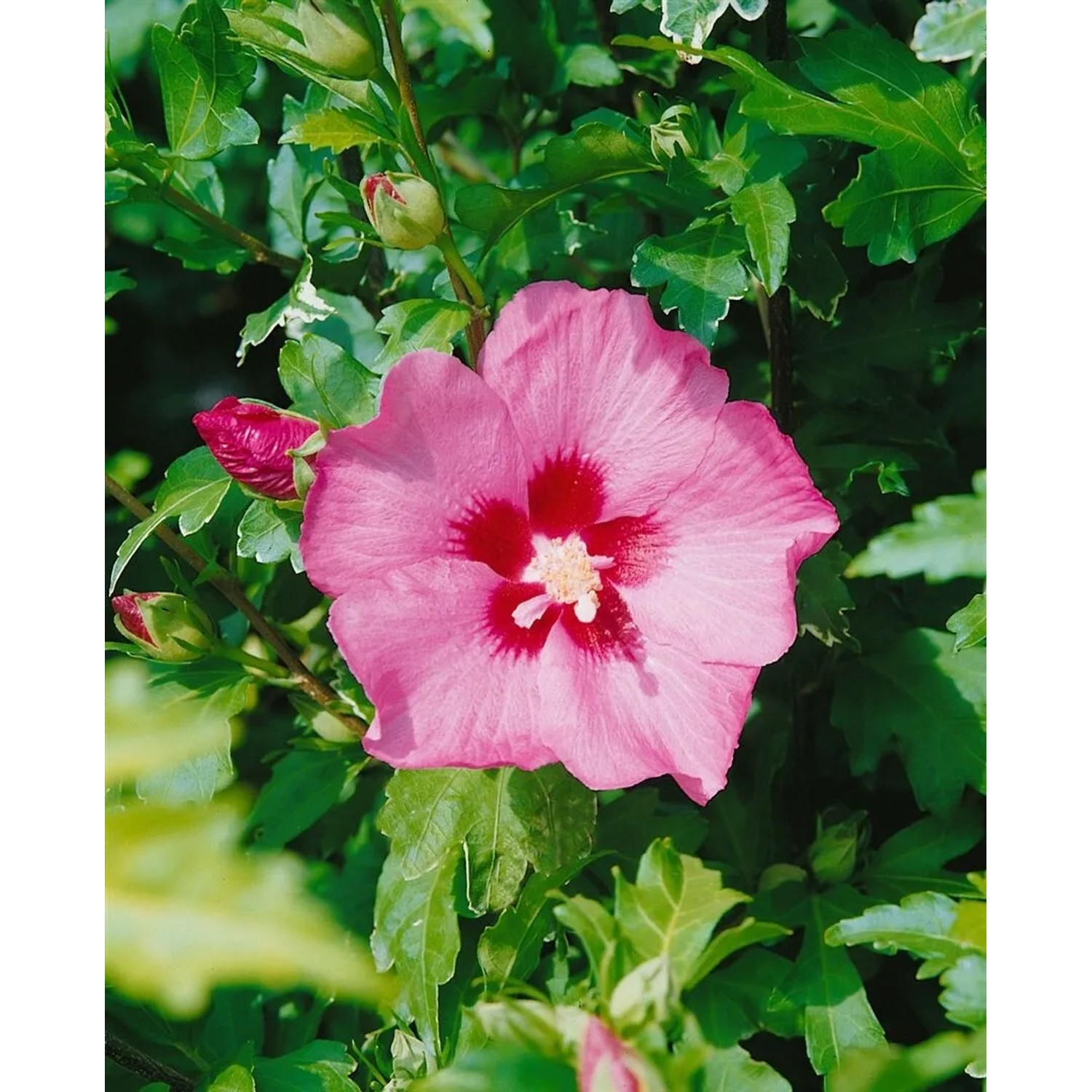 Nahaufnahme einer rosa Hibiscus Syriacus Blüte mit grünen Blättern.