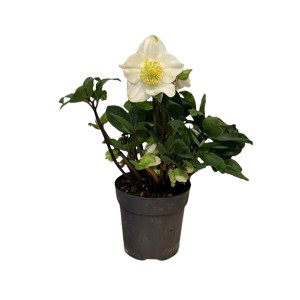 Christrose 'Christmas Carol' im Topf, weiße Blüte mit gelber Mitte und grünen Blättern.