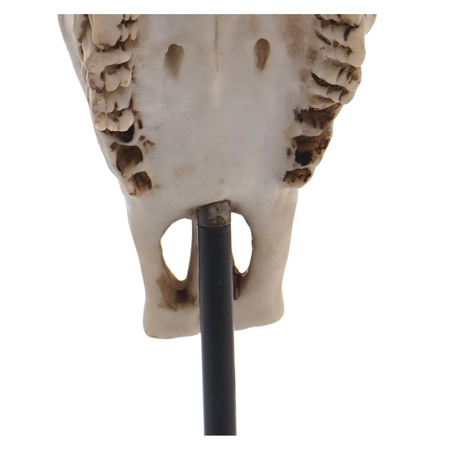 Detailansicht der Unterseite einer dekorativen Kuhschädel Standfigur aus Polyresin, auf schwarzem Standfuß montiert.
