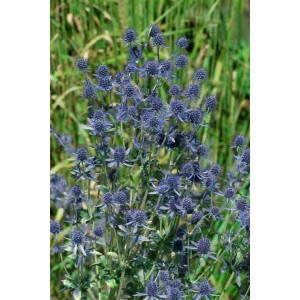 Blühende Flachblatt-Mannstreu 'Blue Hobbit' im 9x9 cm Topf, eine blaue Staude für sonnige Standorte.