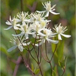 Staudenclematis Purpurea - Clematis recta
