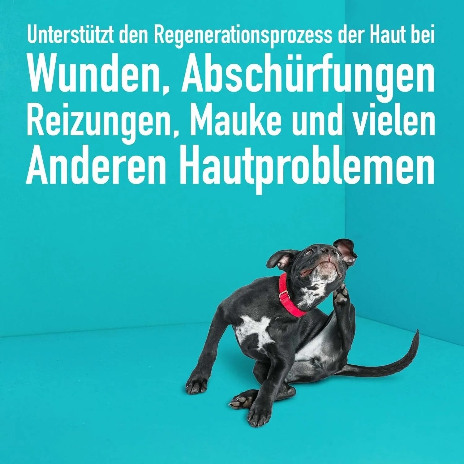 Hund kratzt sich, GreenHero Lebertran-Zinksalbe zur Hautpflege bei Reizungen.