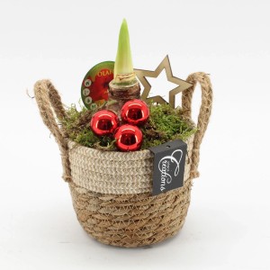 Amaryllis-Arrangement im Korb Auswahl Topf-Ø ca. 14 cm Hippeastrum