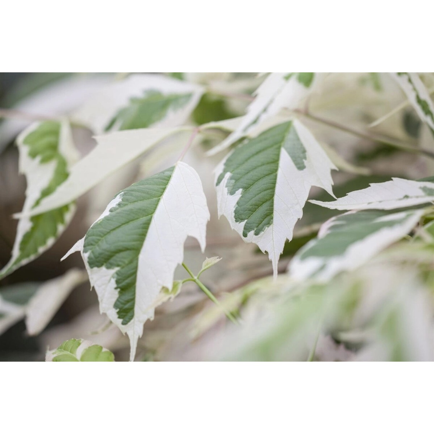 Acer Negundo Flamingo Eschen-Ahorn Rosa-Weiß Panaschiert 100–125 cm günstig online kaufen