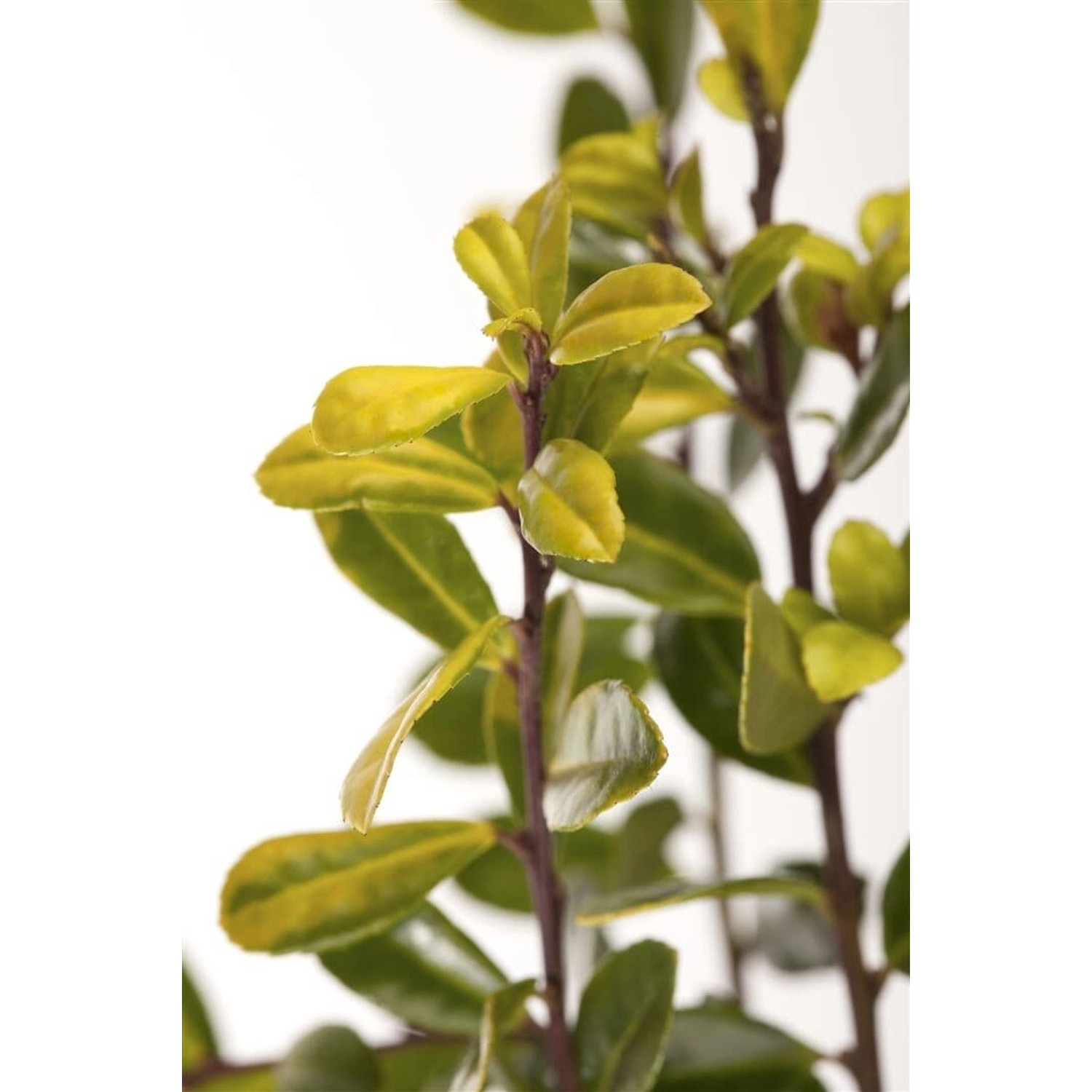 Ilex Crenata Golden Gem Japanische Stechpalme Goldgelb 50–60 cm günstig online kaufen