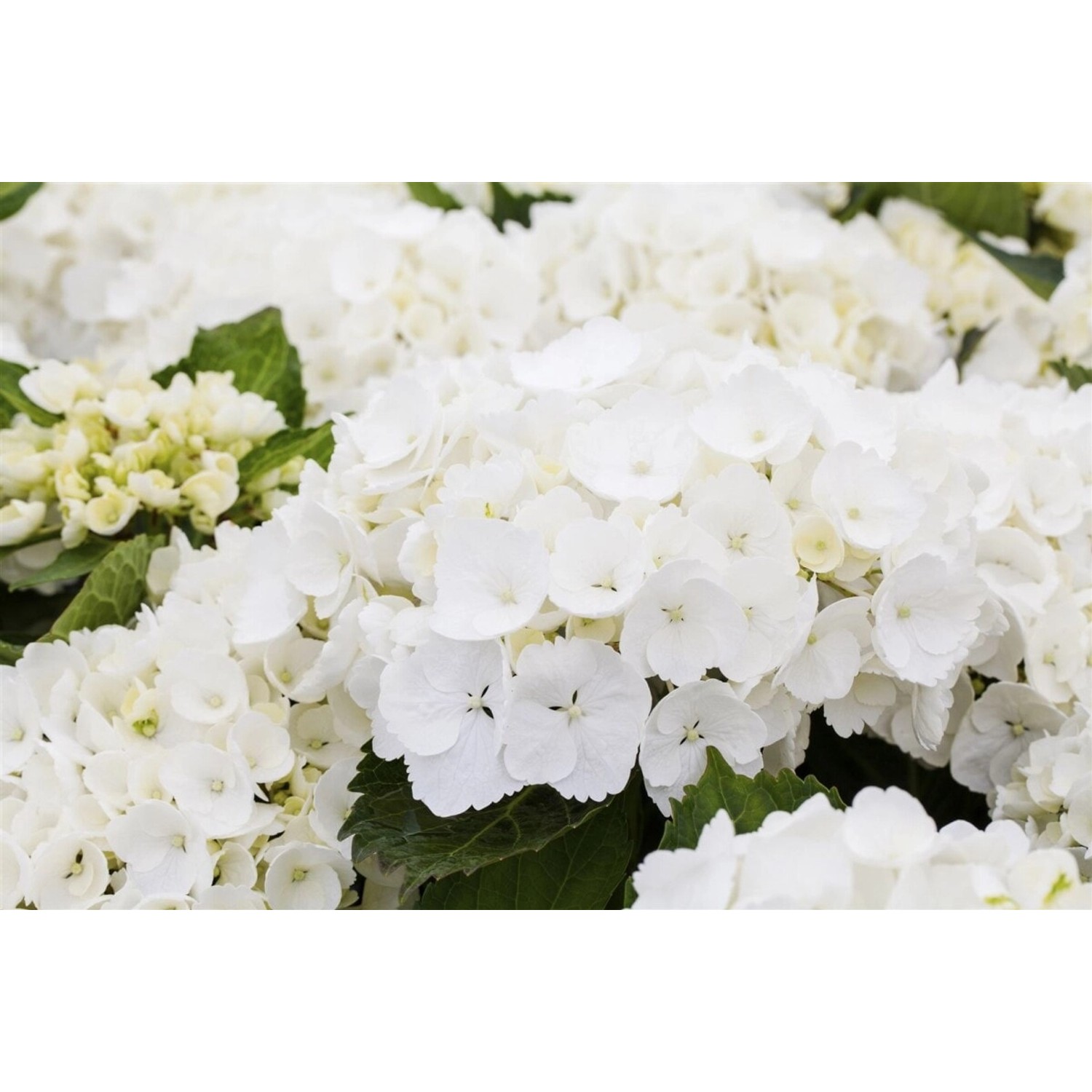 Hydrangea Macrophylla Bauernhortensie First White 40-50 cm günstig online kaufen