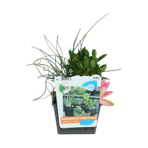 Wasserpflanzen Mix im Korb, 18x18 cm, für Gartenteich. Drei Pflanzen im Topf.