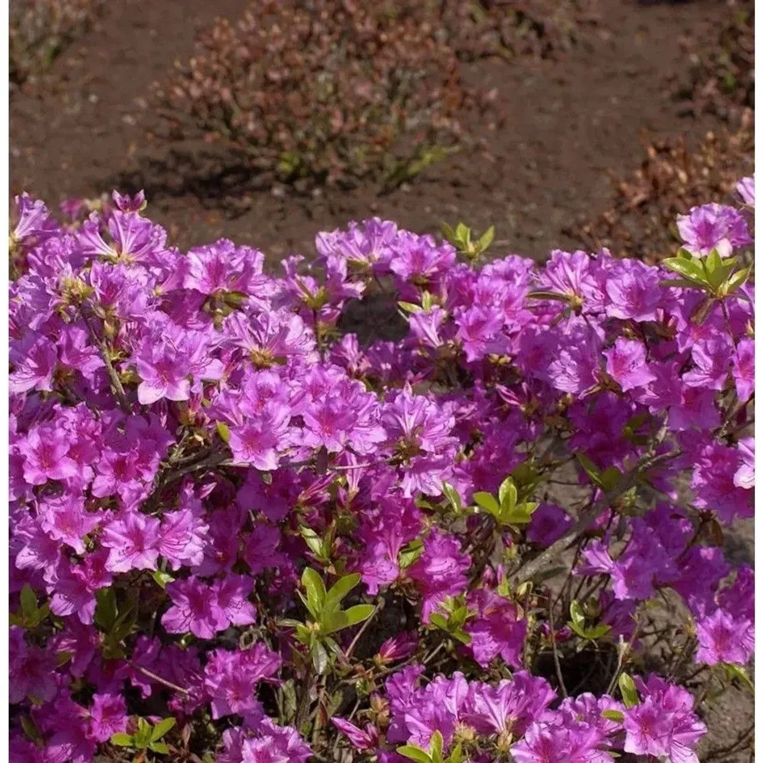 Japanische Azalee Blaue Donau 30-40cm - Rhododendron obtusum - Zwerg Alpenrose