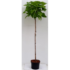 Kugel-Trompetenbaum auf Stamm, ca. 180-190cm hoch, mit grüner, runder Krone im Topf.