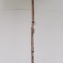 Kugel-Trompetenbaum auf Stamm, ca. 180-190cm hoch, mit grüner, runder Krone im Topf.