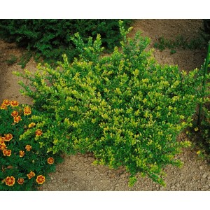 Immergrüne Heckenpflanze Lonicera nitida 'Maigrün' im 9x9 cm Topf.