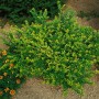 Immergrüne Heckenpflanze Lonicera nitida 'Maigrün' im 9x9 cm Topf.