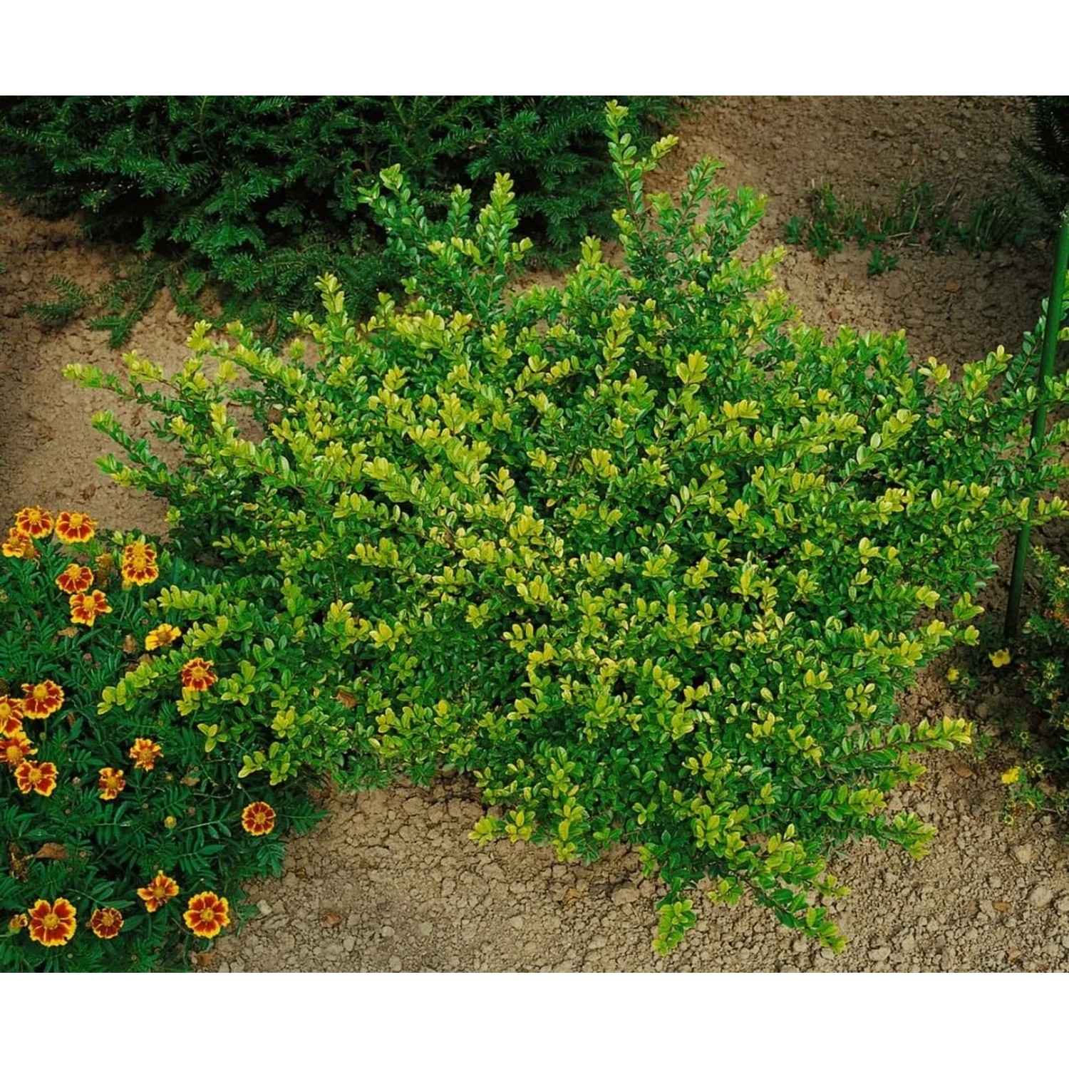 Immergrüne Heckenpflanze Lonicera nitida 'Maigrün' im 9x9 cm Topf.