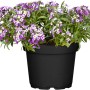 GROW by OBI Steinkraut im Topf, lila-weiße Blüten, ca. 12 cm Topf-Ø.