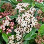 Immergrüner Lorbeer-Schneeball Viburnum Tinus Eve Price mit rosa-weißen Blüten.