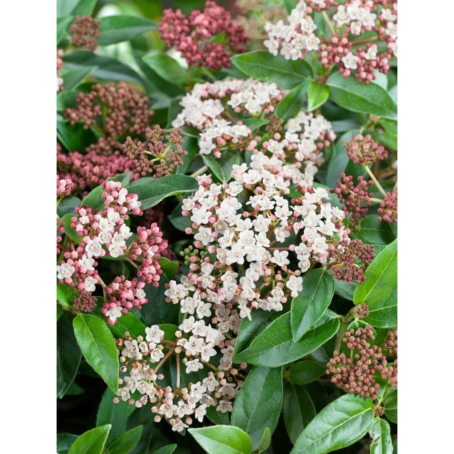 Immergrüner Lorbeer-Schneeball Viburnum Tinus Eve Price mit rosa-weißen Blüten.