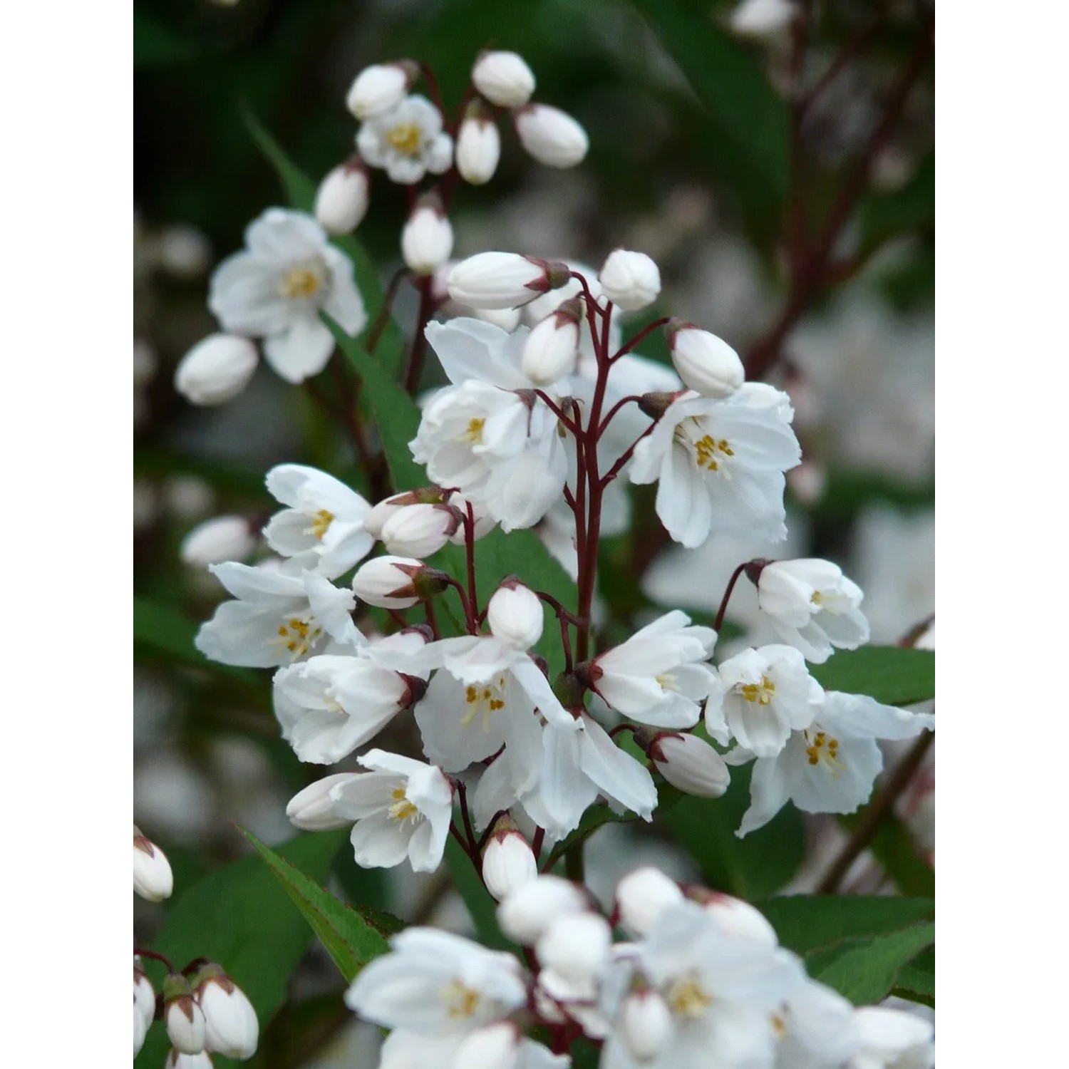 Nahaufnahme der weißen Blüten der Baumfink Rose (Deutzia Mont Rose) als Topfpflanze.