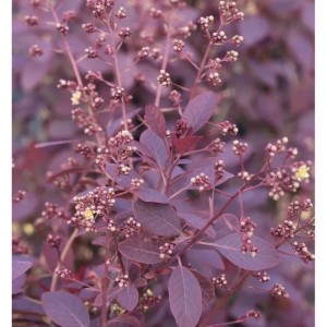 Detailaufnahme des Perückenstrauchs 'Royal Purple' mit purpurfarbenen Blättern und Blütenknospen.