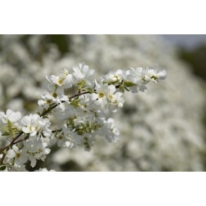 Nahaufnahme eines blühenden Perlmuttstrauchs (Exochorda Macrantha) mit weißen Blüten.