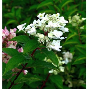 Rispenhortensie Polestar mit weißen Blüten und grünen Blättern.