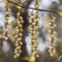 Nahaufnahme der gelben Blüten der Japanischen Strauchspiere (Stachyurus praecox).