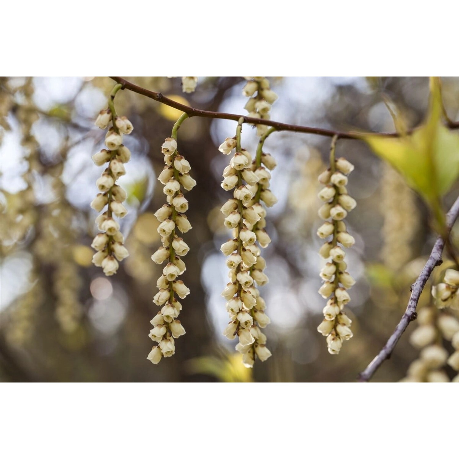 Stachyurus Praecox Japanische Strauchspiere 100–125 cm günstig online kaufen