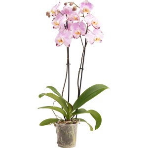 Schmetterlingsorchidee Magic Art von GROW by OBI, ca. 60-70 cm hoch, rosa-weiß-violette Blüten im 12 cm Topf.