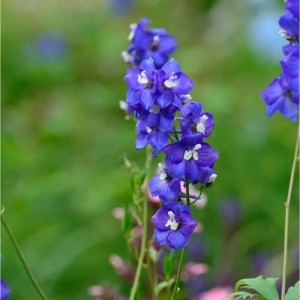 Blühender, hoher Rittersporn 'Polarnacht' (Delphinium elatum) mit blau-violetten Blüten.