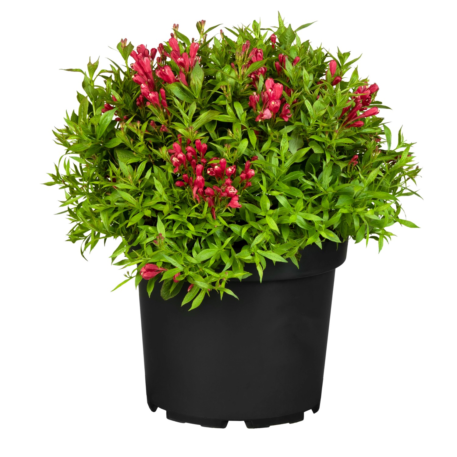 Weigelie Picobella Rosso Rot Höhe ca. 20 30 cm Topf ca. 2,3 l