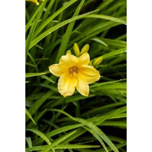 Gelbe Taglilie 'Happy Returns' im Topf, eine bienenfreundliche Staude für sonnige Standorte.
