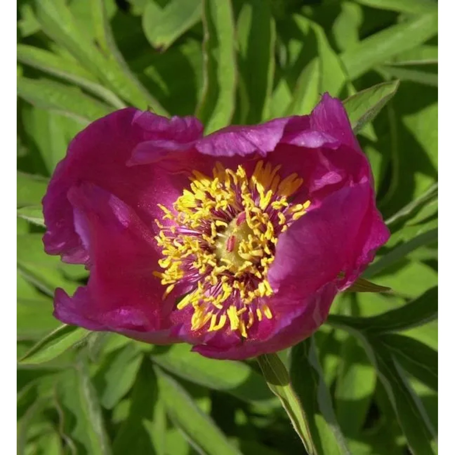 Wild Pfingstrose - Paeonia veitchii